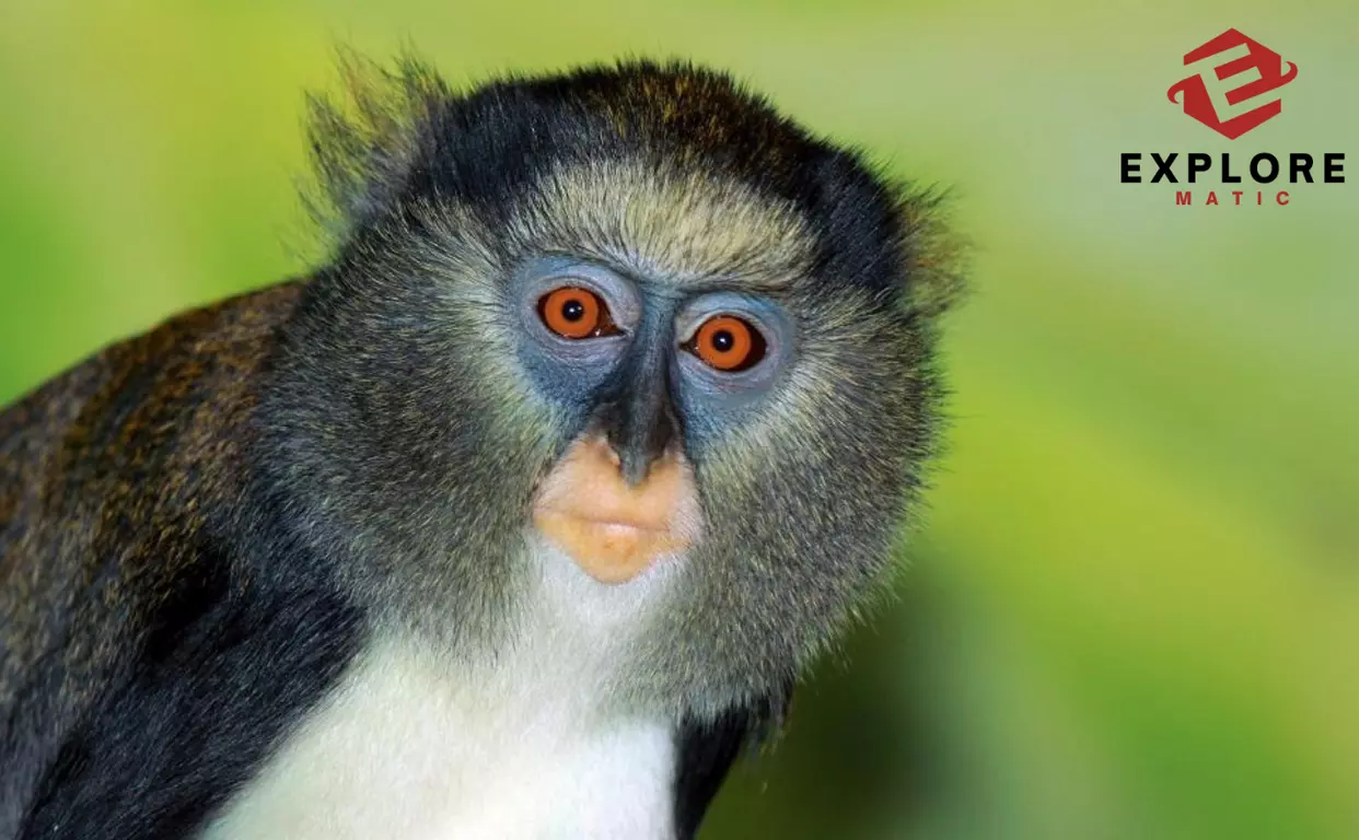 Your-First-Monkey-Ideal-Pet-Primates-For-Beginners-explorematic.com