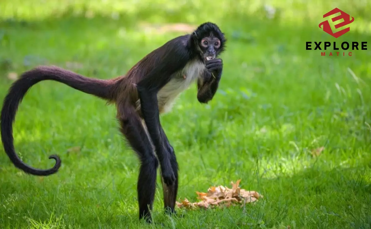 our-First-Monkey-Ideal-Pet-Primates-For-Beginners-explorematic.com