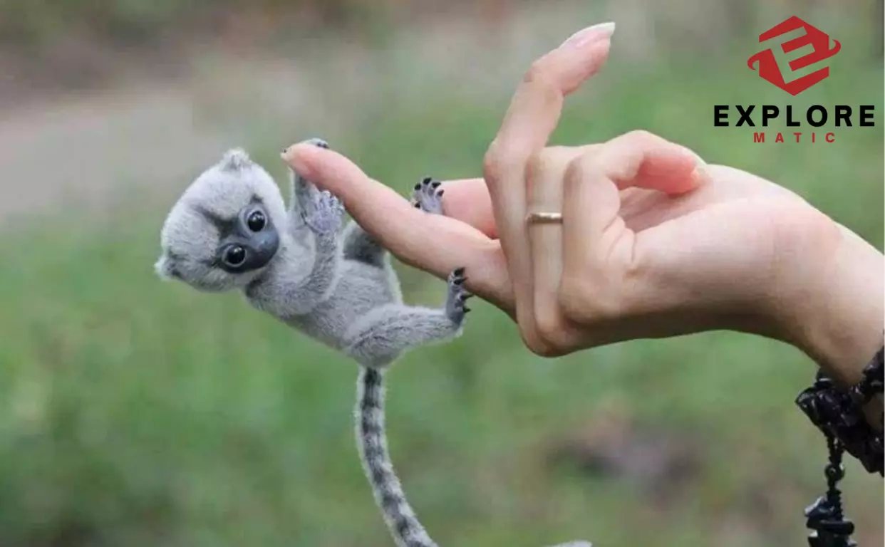Your-First-Monkey-Ideal-Pet-Primates-For-Beginners-explorematic.com