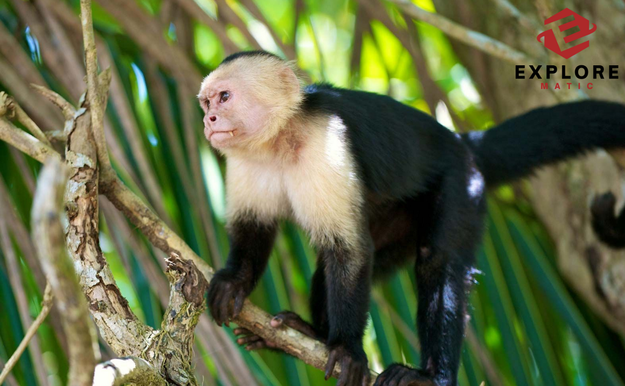 Your First Monkey Ideal Pet Primates For Beginners - explorematic.com